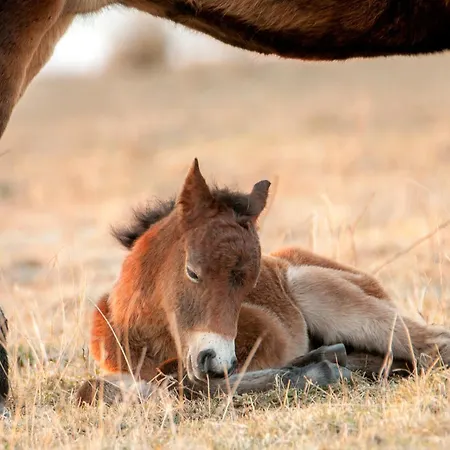 Grazelands - Overnachten Midden In De