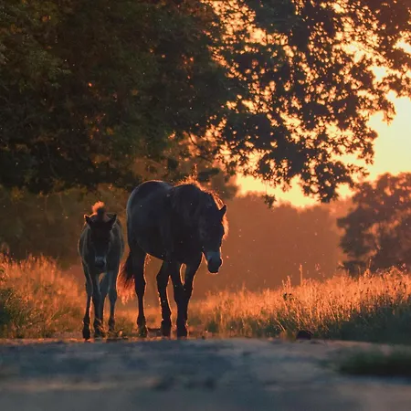Grazelands - Overnachten Midden In De Hébergement de vacances