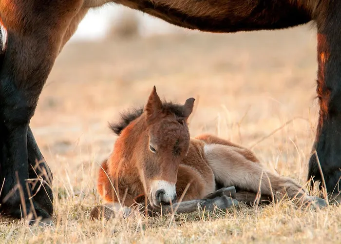 Grazelands - Overnachten Midden In De