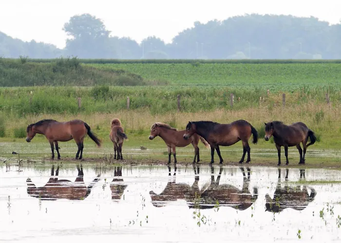 Дом отдыха Grazelands - Overnachten Midden In De